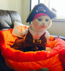 Cute Cartoon  Modelling Pirates for Cat Dog